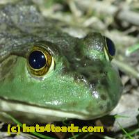 /home//u458753944/public_html/sourcegallery//Frogs/More bullfrogs/P7010209.JPG